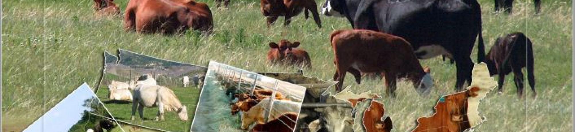 NBCEC Beef Sure Selection Manual